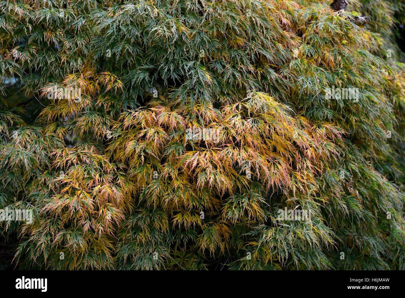 Acer palmatum var dissectum green leaves foliage turn turning change changing colour color autumn fall tree trees RM floral Stock Photo