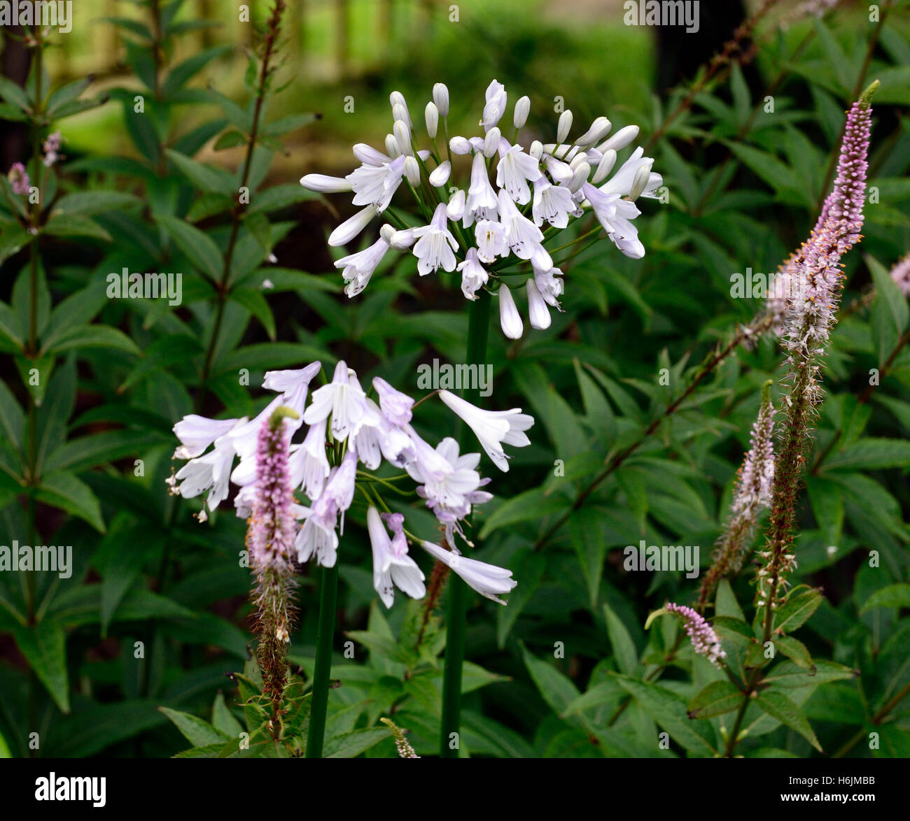agapanthus windsor grey, nile lily, white, flower, flowers, flowering, mix, mixed, bed, border, perennial, cottage garden, RM Floral, Stock Photo