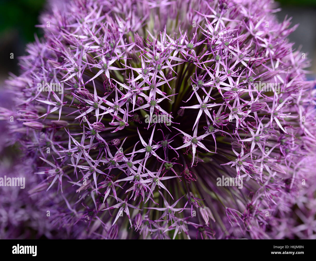 Allium hollandicum Purple Sensation giant large flower flowerhead flowering ornamental garlic RM Floral Stock Photo