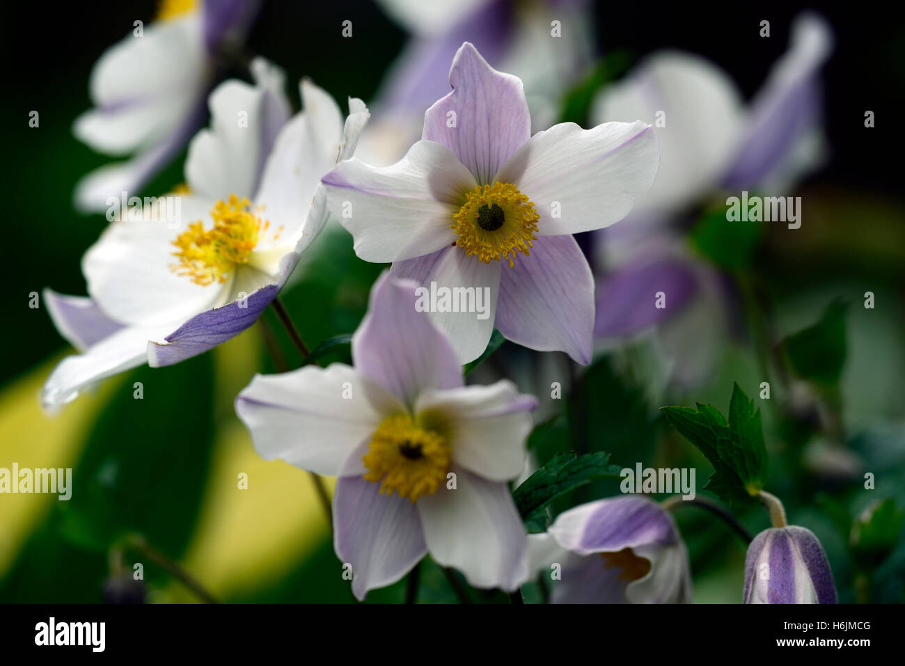 anemone wild swan white flower blue purple reverse herbaceous perennial non-invasive flowers flowering japanese RM Floral Stock Photo