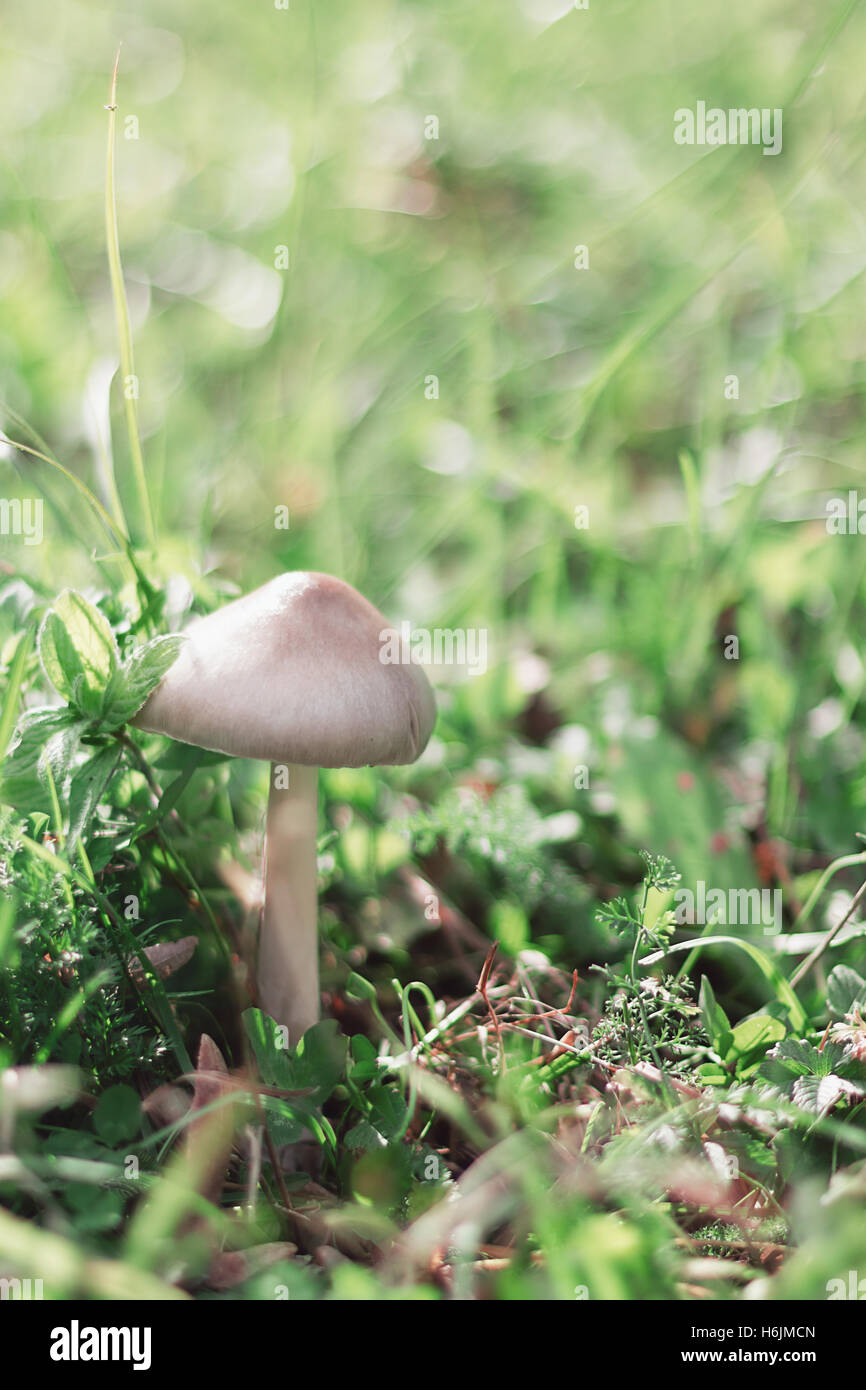 Mushrooms Growing in Grass. Magic Mushroom Stock Photo Alamy