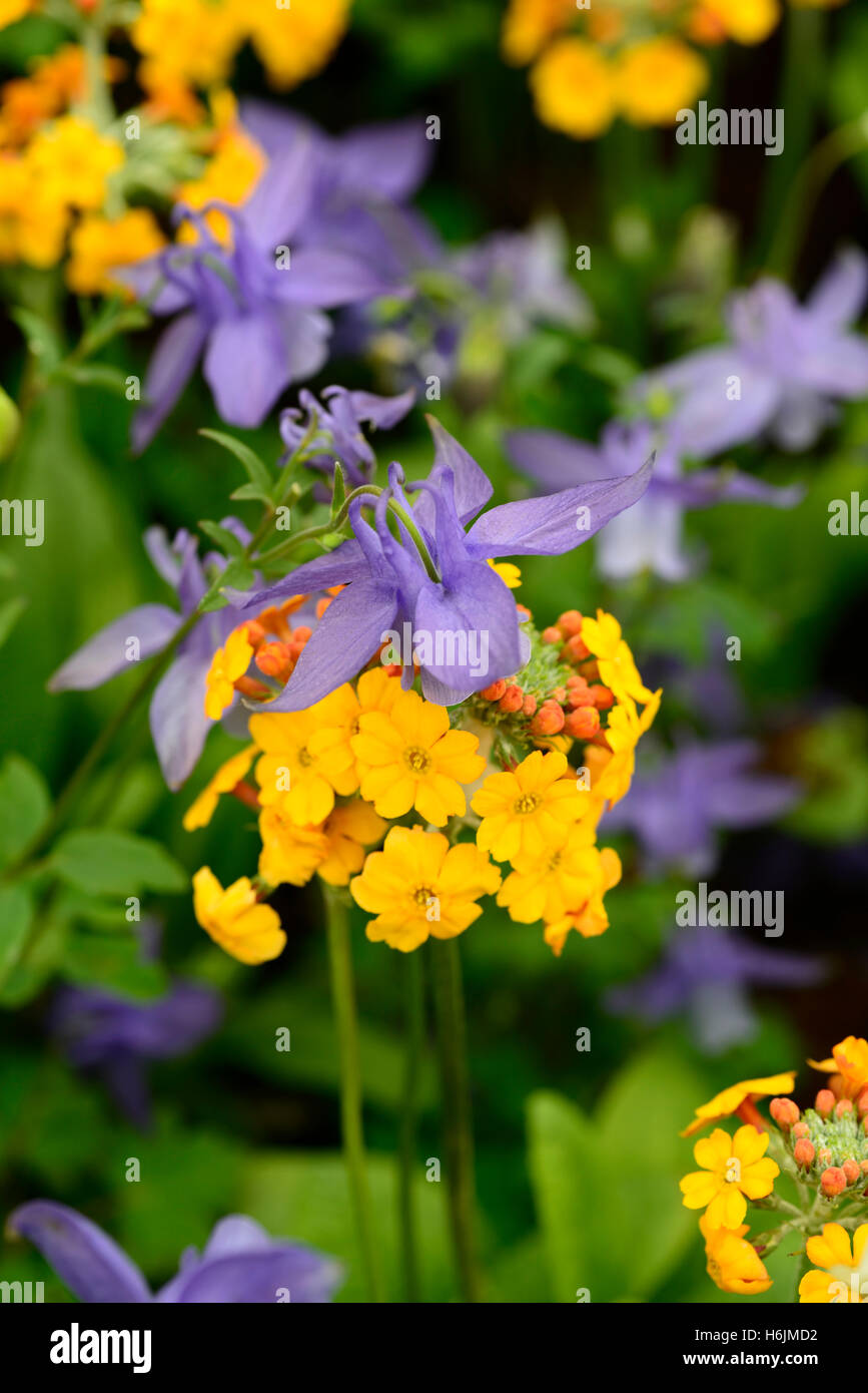 aquilegia alpina primula bulleyana blue orange flower flowers flowering mix mixed display spring bed combination RM Floral Stock Photo