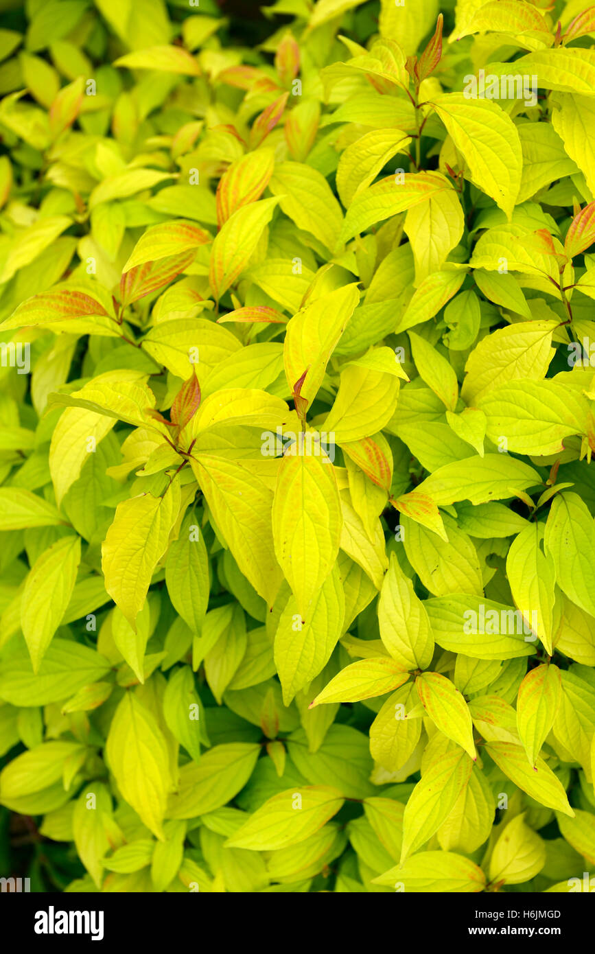 cornus sericea stolonifera kelseyi gold kelseys green yellow leaves foliage attractive shrub groundcover RM floral Stock Photo