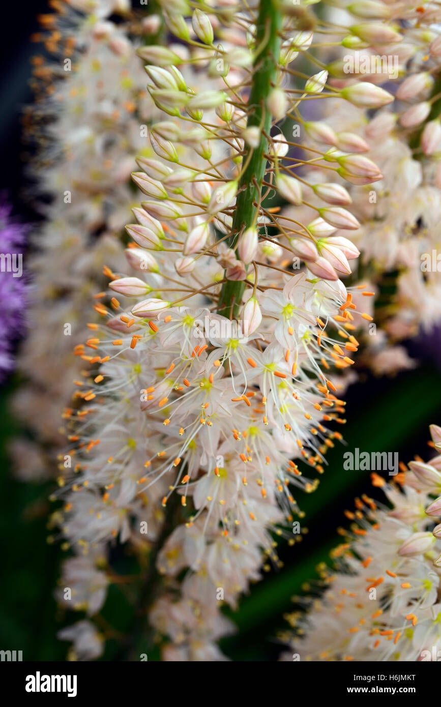eremurus helena raceme white apricot flower flowers spike spire flowering Tufted perennial tall RM Floral Stock Photo