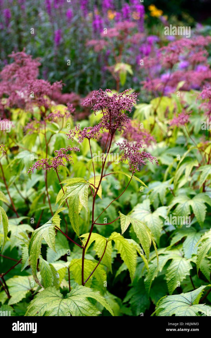 Filipendula rubra Venusta flowers flower flowering pink spike spire spires RM Floral Stock Photo