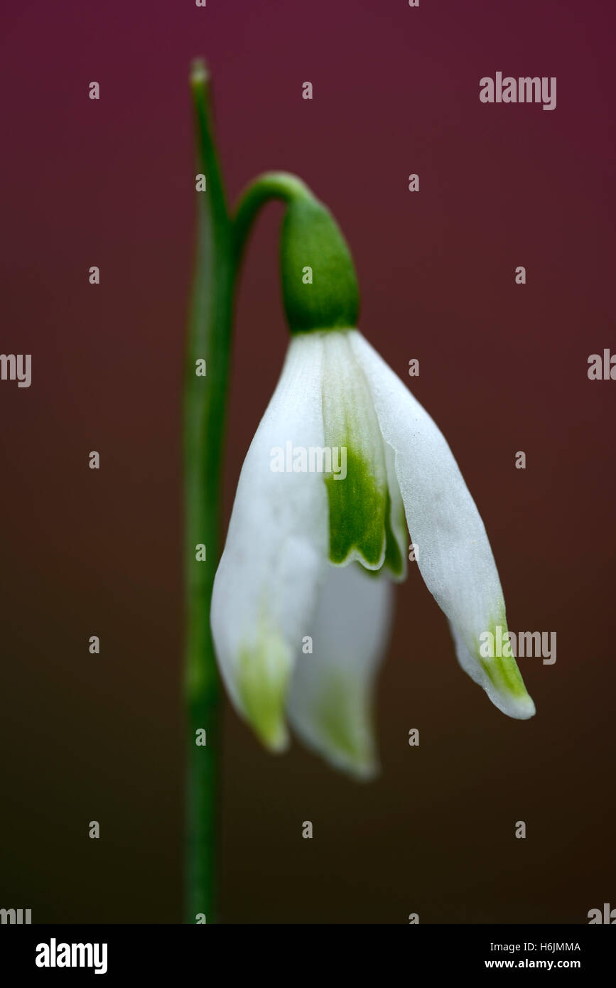 galanthus peshmenii 'green flight' early autumn flowering snowdrop snowdrops flowers white flower bloom fall season RM Floral Stock Photo