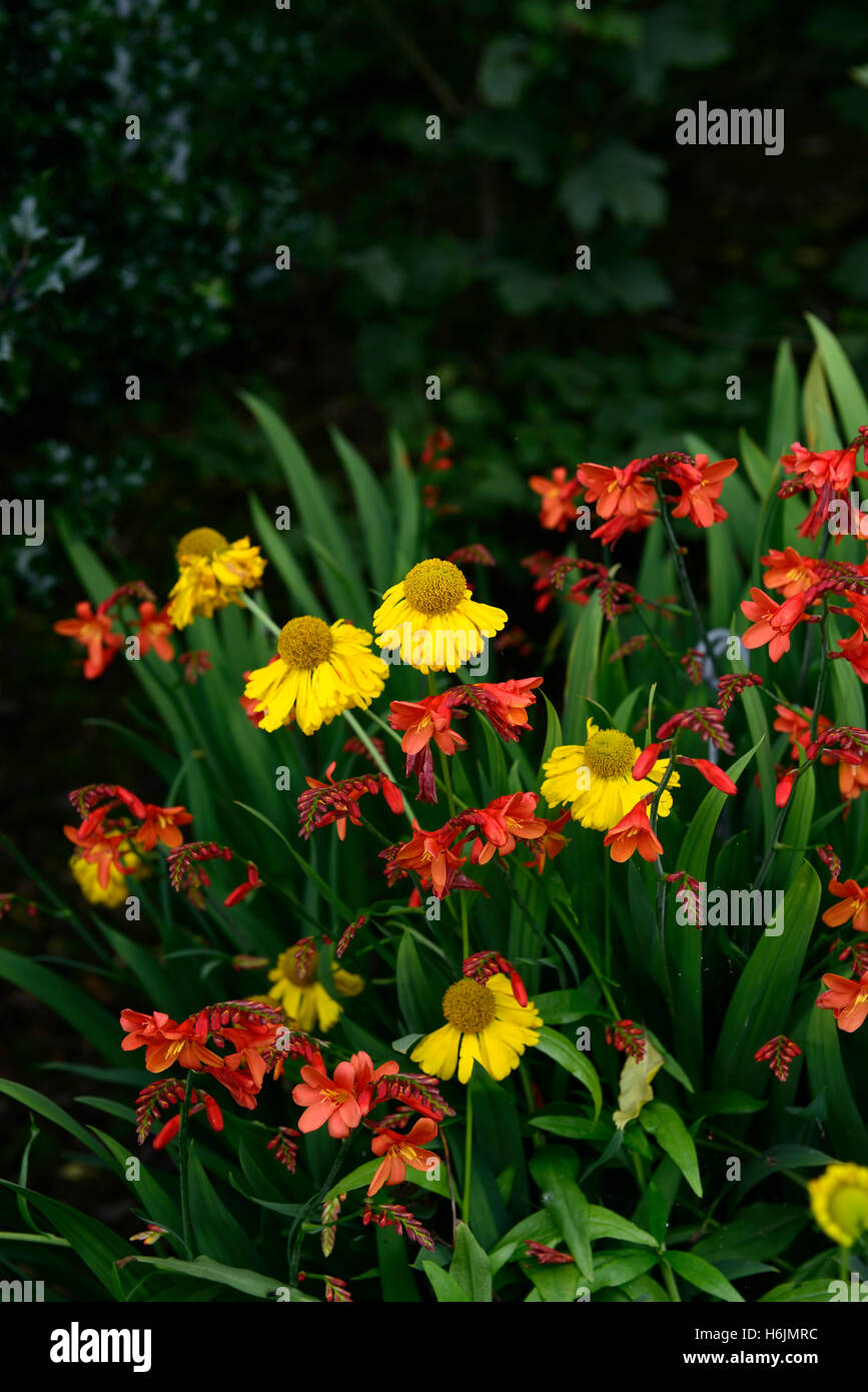 helenium butterpat crocosmia phillipa browne yellow red flower flowers flowering combination mix mixed planting scheme RM Floral Stock Photo