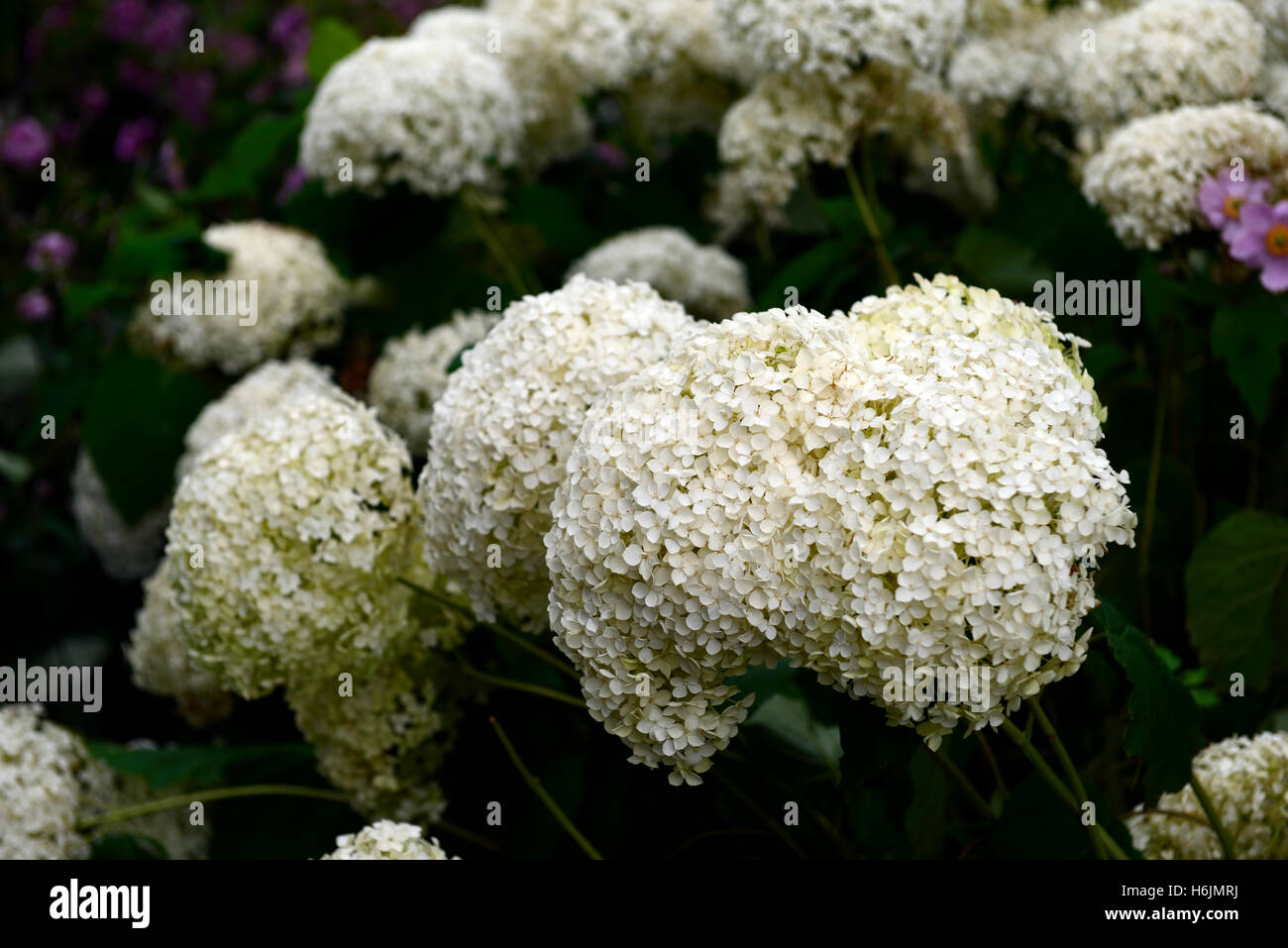 Hydrangea arborescens annabelle white panicle flower flowers flowering flowerhead perennial mix mixed planting RM Floral Stock Photo