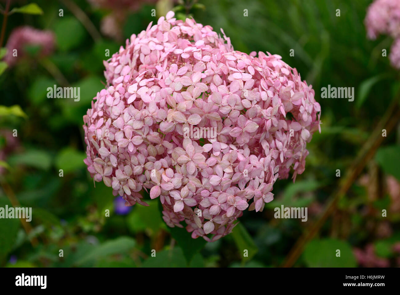 Hydrangea arborescens invincibelle spirit ncha1 pink flower flowers flowering flowerhead RM Floral Stock Photo