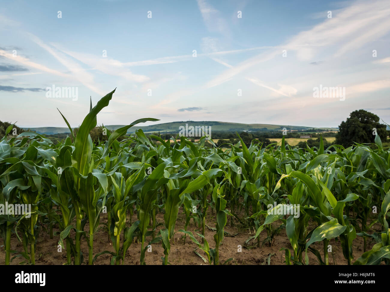 Field of corn or maize leaves on farmland in early Summer at sunset with the South Downs in the background, Sussex UK Stock Photo
