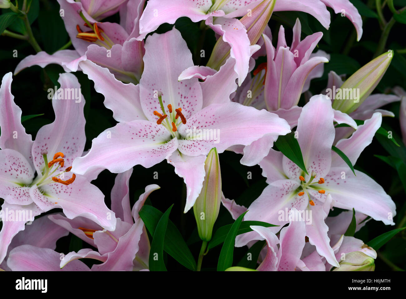 lilium josephine purple pink flower flowers scent scented fragrant Oriental-Trumpet Hybrids Orienpet OT RM Floral Stock Photo