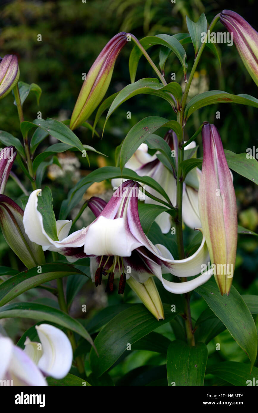 Lilium Kushi Maya Hybrid lily lilies Nepalense x Oriental sweetly scented pendulous flowers green white purple blooms RM Floral Stock Photo