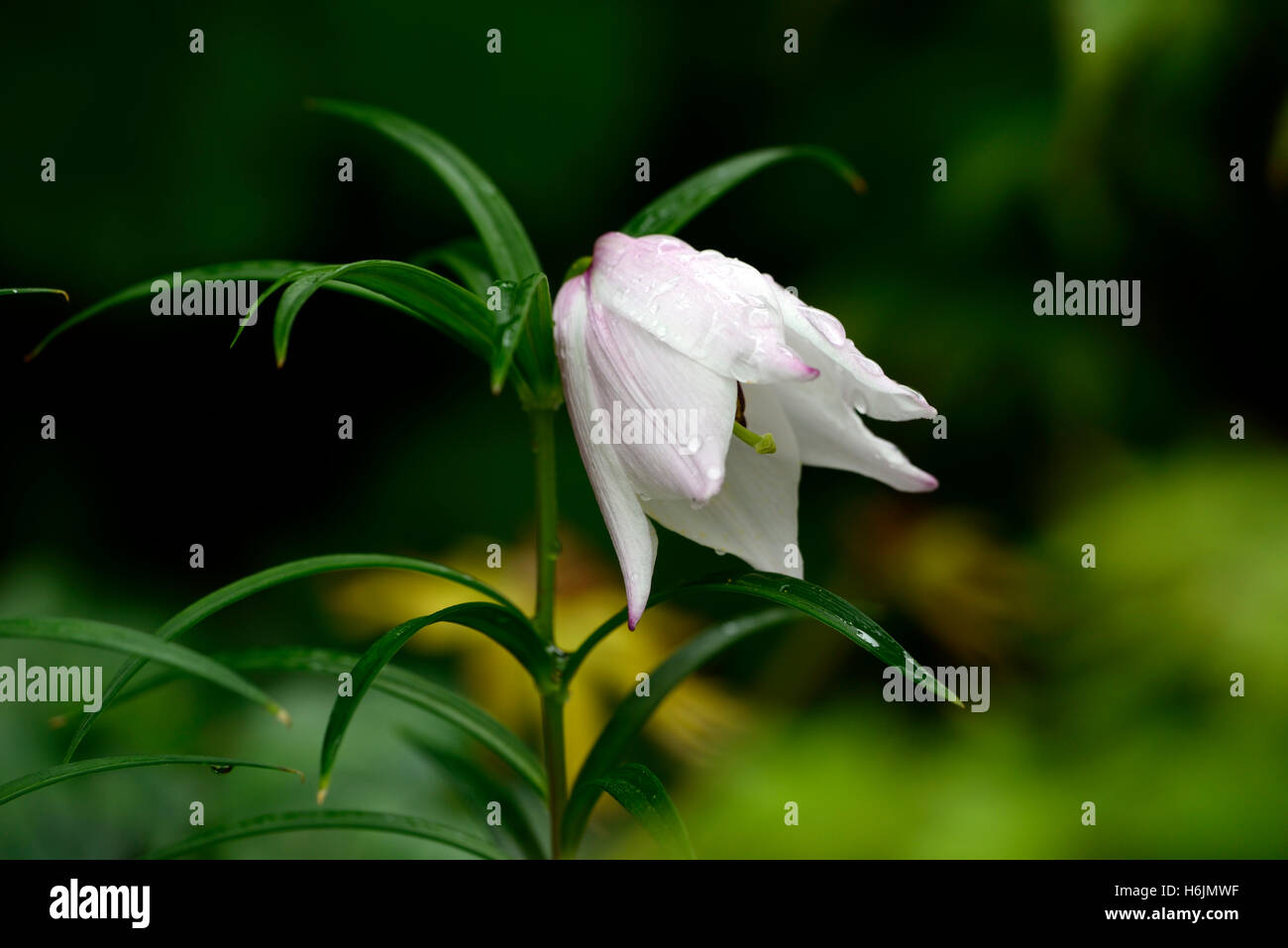 Lilium mackliniae shirui siroi lily High Resolution Stock Photography