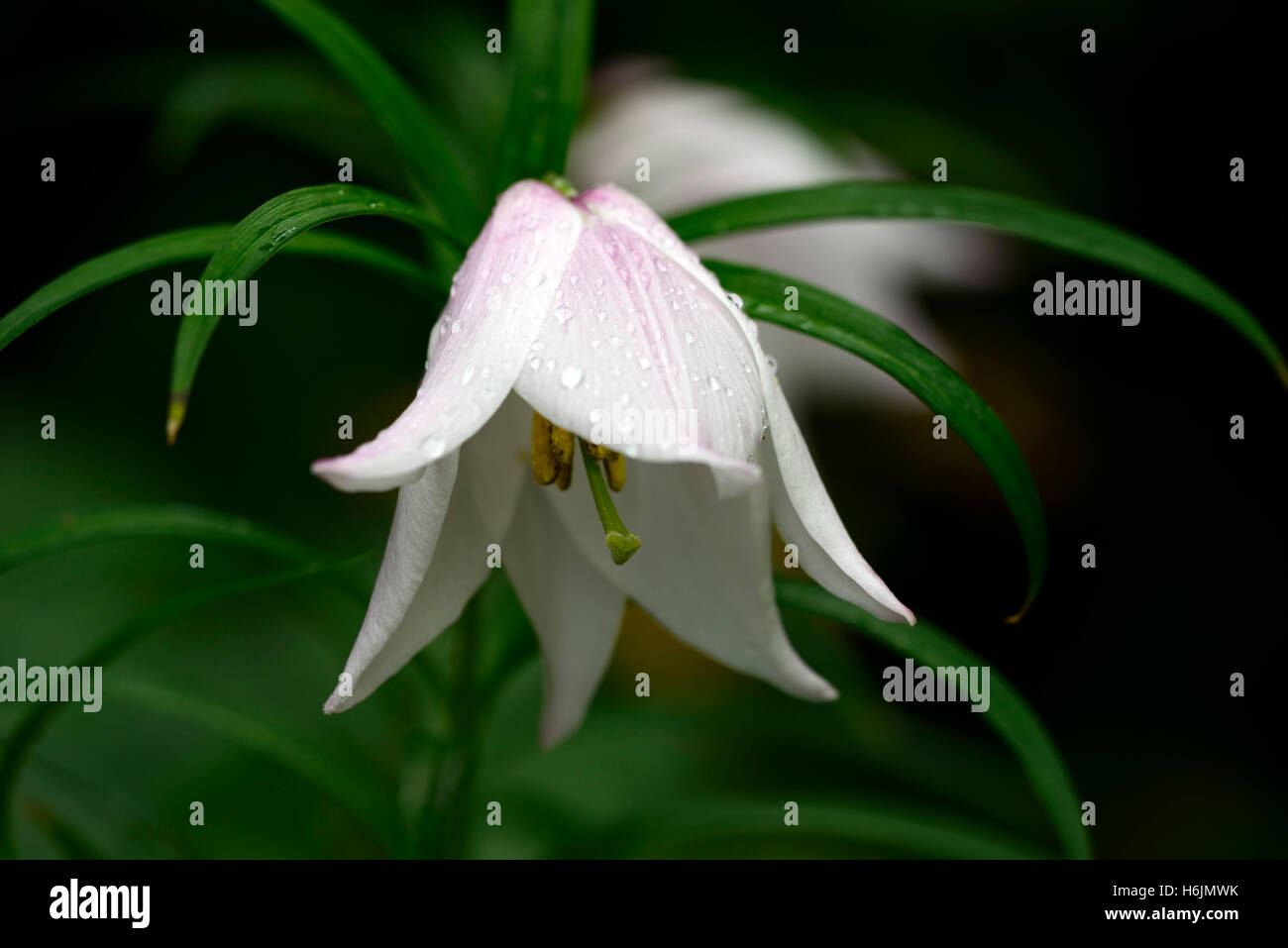 lilium mackliniae Shirui or Siroi lily white pink species lilies