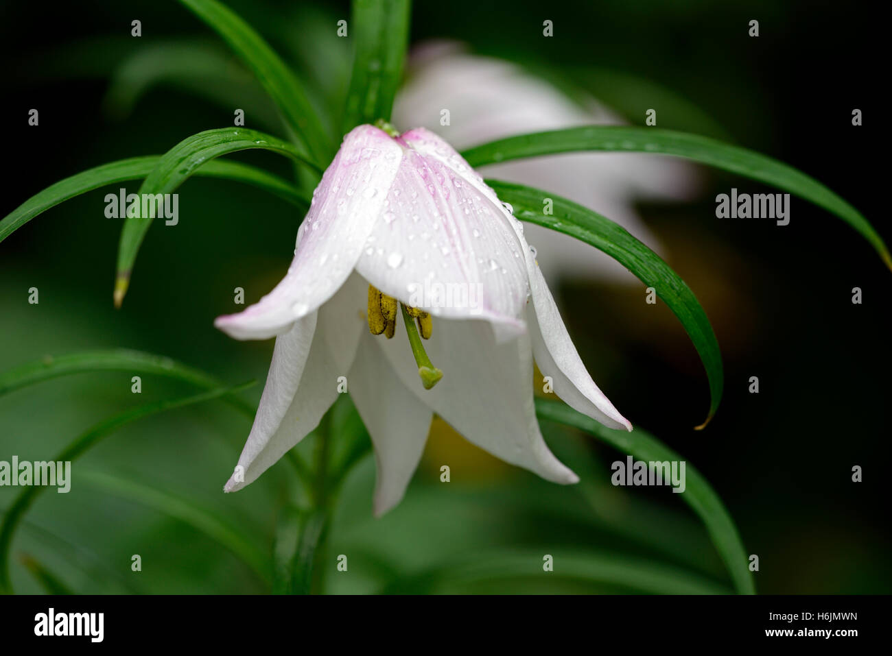Lilium mackliniae shirui siroi lily High Resolution Stock Photography