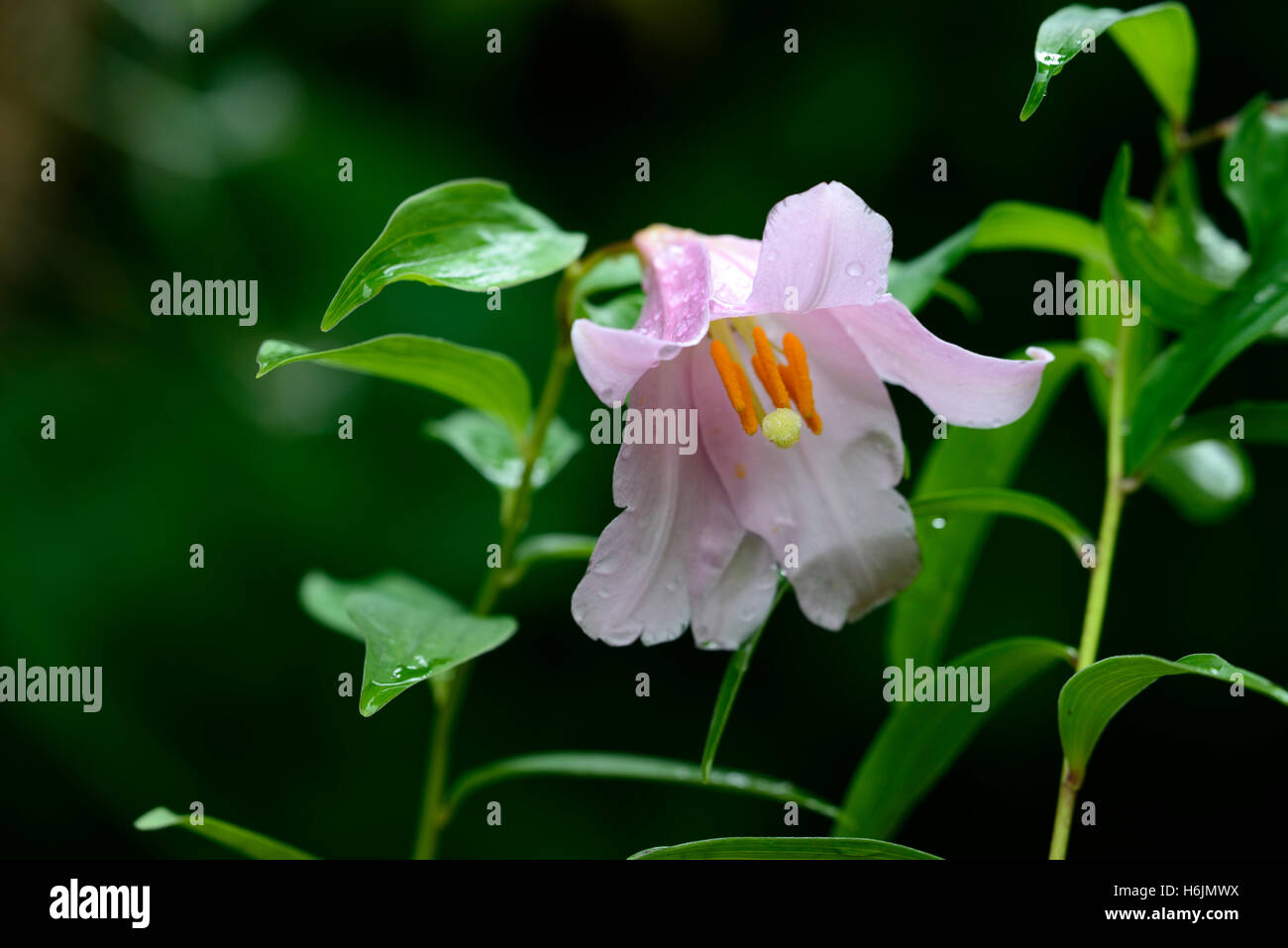 Lilium rubellum Otome-Yuri Maiden Lily pink yellow throat lilies flowers flowers flowering scented alpine species RM Floral Stock Photo