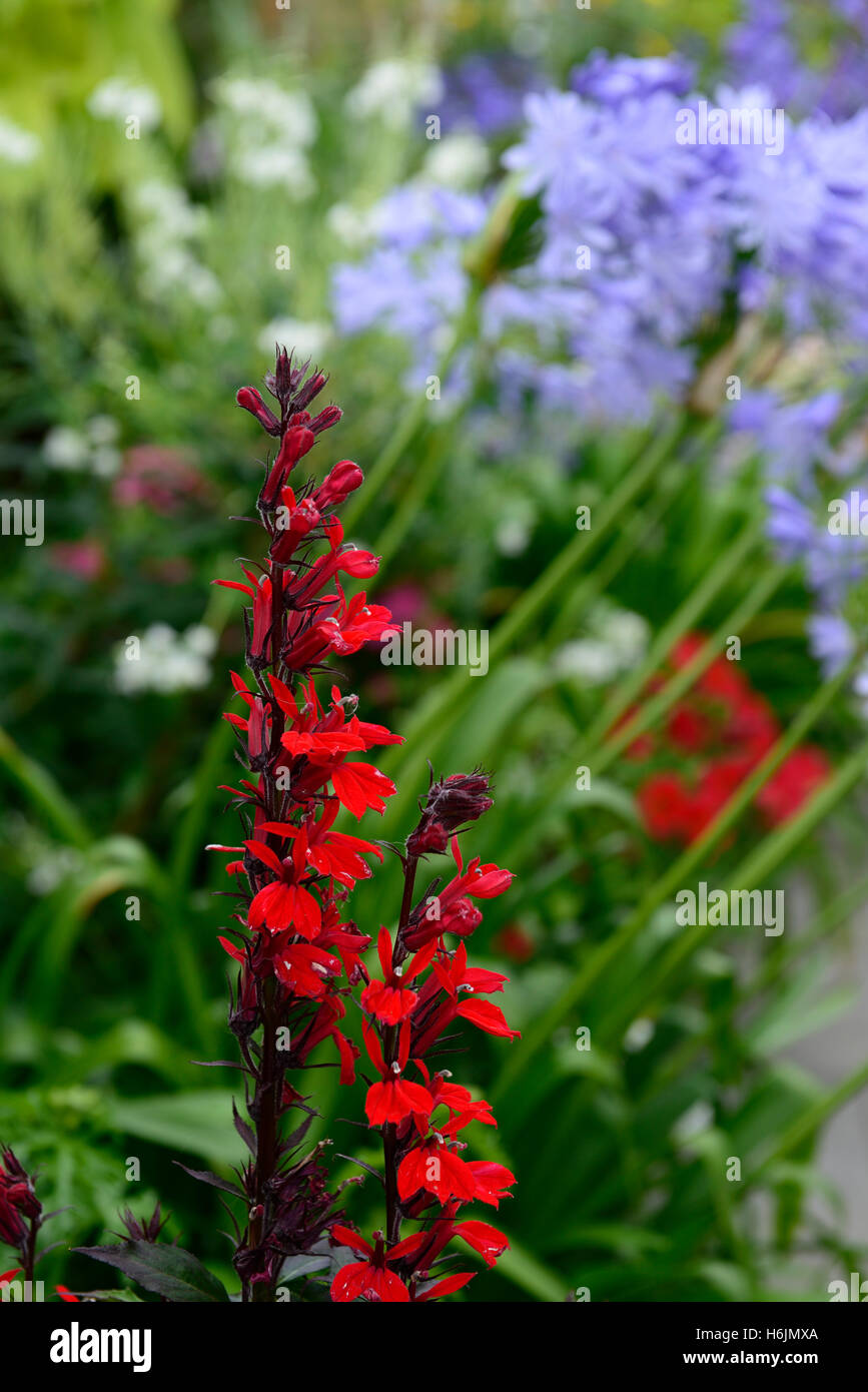 lobelia cardinalis agapanthus blue red flower flowers flowering mix mixed  combination bed border display contrast RM floral Stock Photo - Alamy