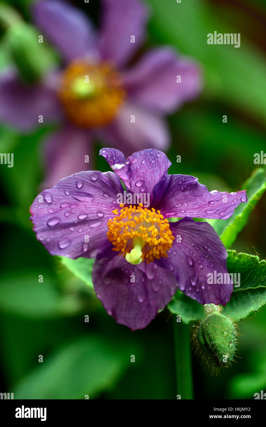 Meconopsis betonicifolia hensol violet poppy Himalayan poppies flower flowers mauve purple shade shady shaded garden RM Floral Stock Photo