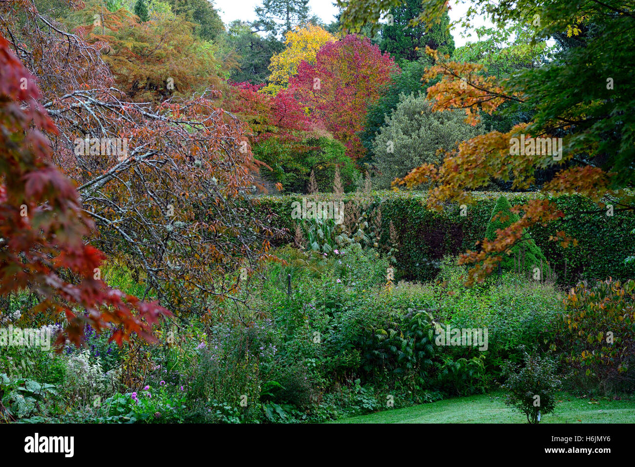 acer tree trees red leaves foliage autumn autumnal colour colors change mount usher gardens RM Floral Stock Photo
