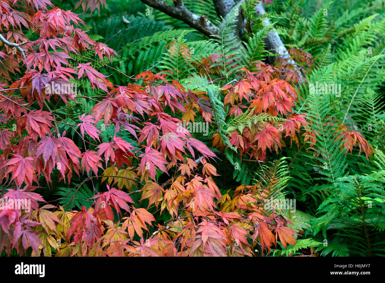 autumn fall leaves foliage red orange yellow tree trees fern green contrast contrasting combination RM Floral Stock Photo