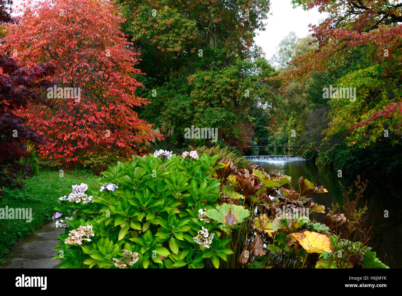 acer tree trees red leaves foliage autumn autumnal colour colors change mount usher gardens RM Floral Stock Photo