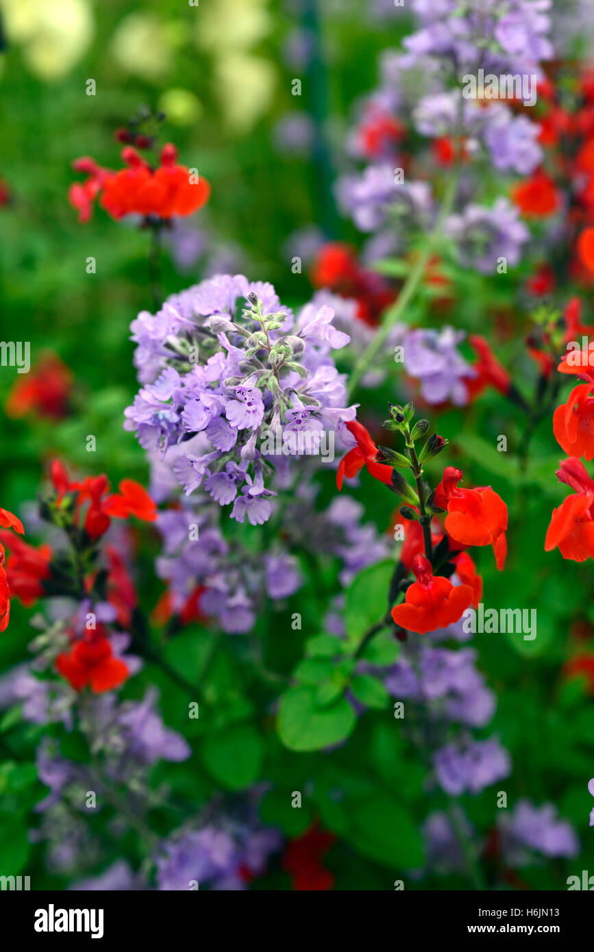nepeta walker's low salvia microphylla royal bumble bee purple red scarlet flowers flowering mix mixed planting scheme RM Floral Stock Photo