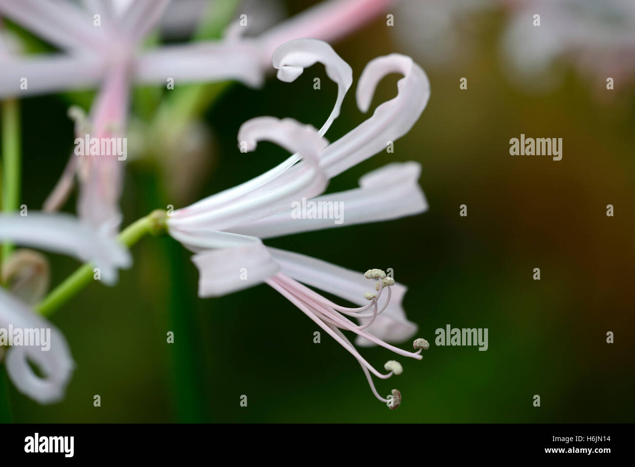 nerine bowdenii Nikita pale pink nerines closeup plant portraits bulbs autumn autumnal flowers petals RM Floral Stock Photo