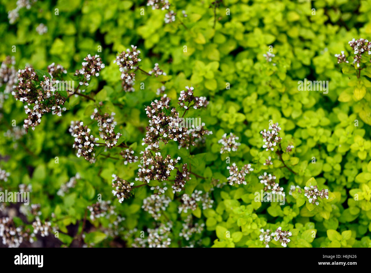 origanum thumbles variety white flowers flowering ornamental oregano