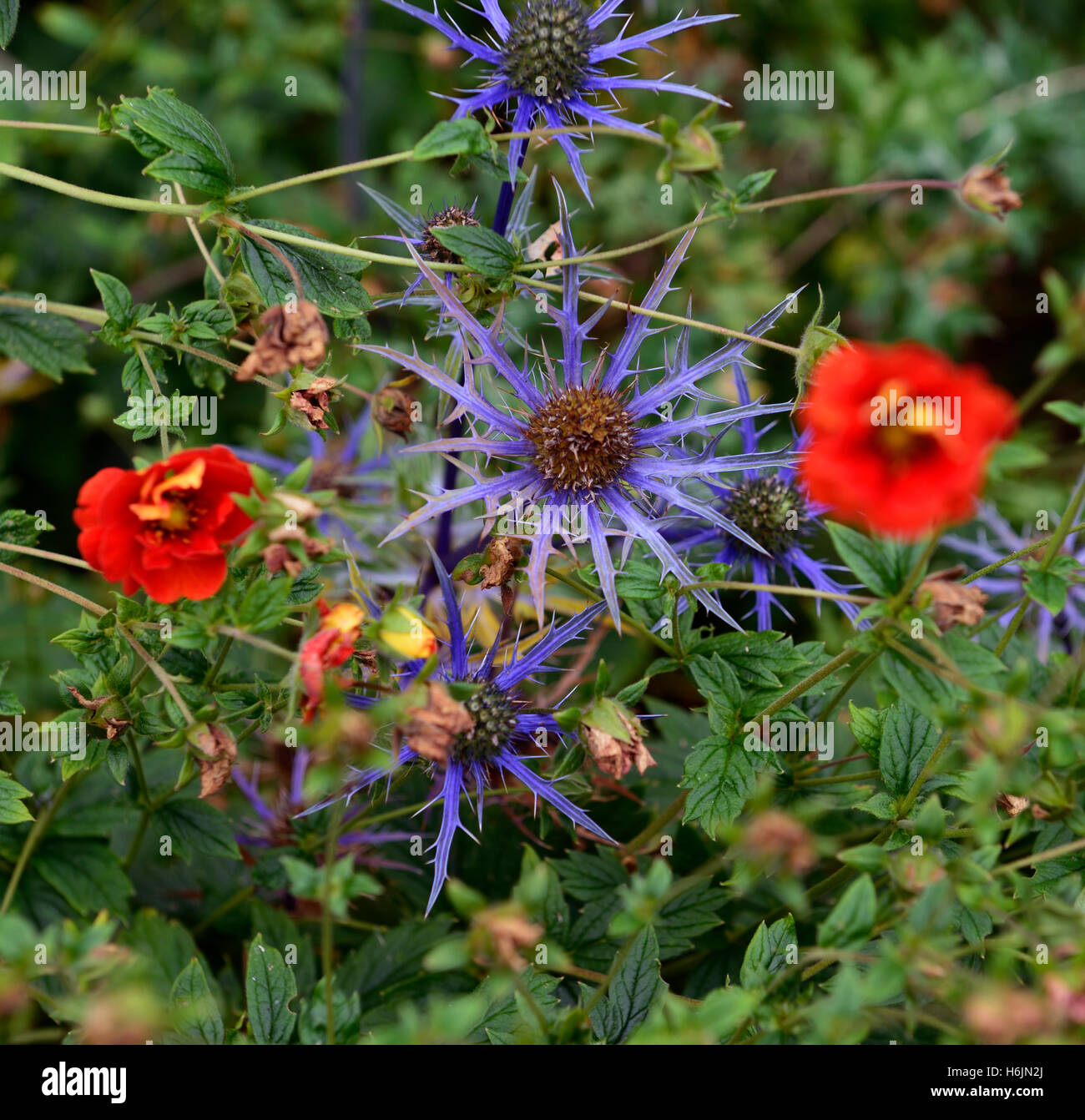 potentilla william rollinson eryngium lapis blue red flowers flowering mix mixed planting scheme combination RM Floral Stock Photo