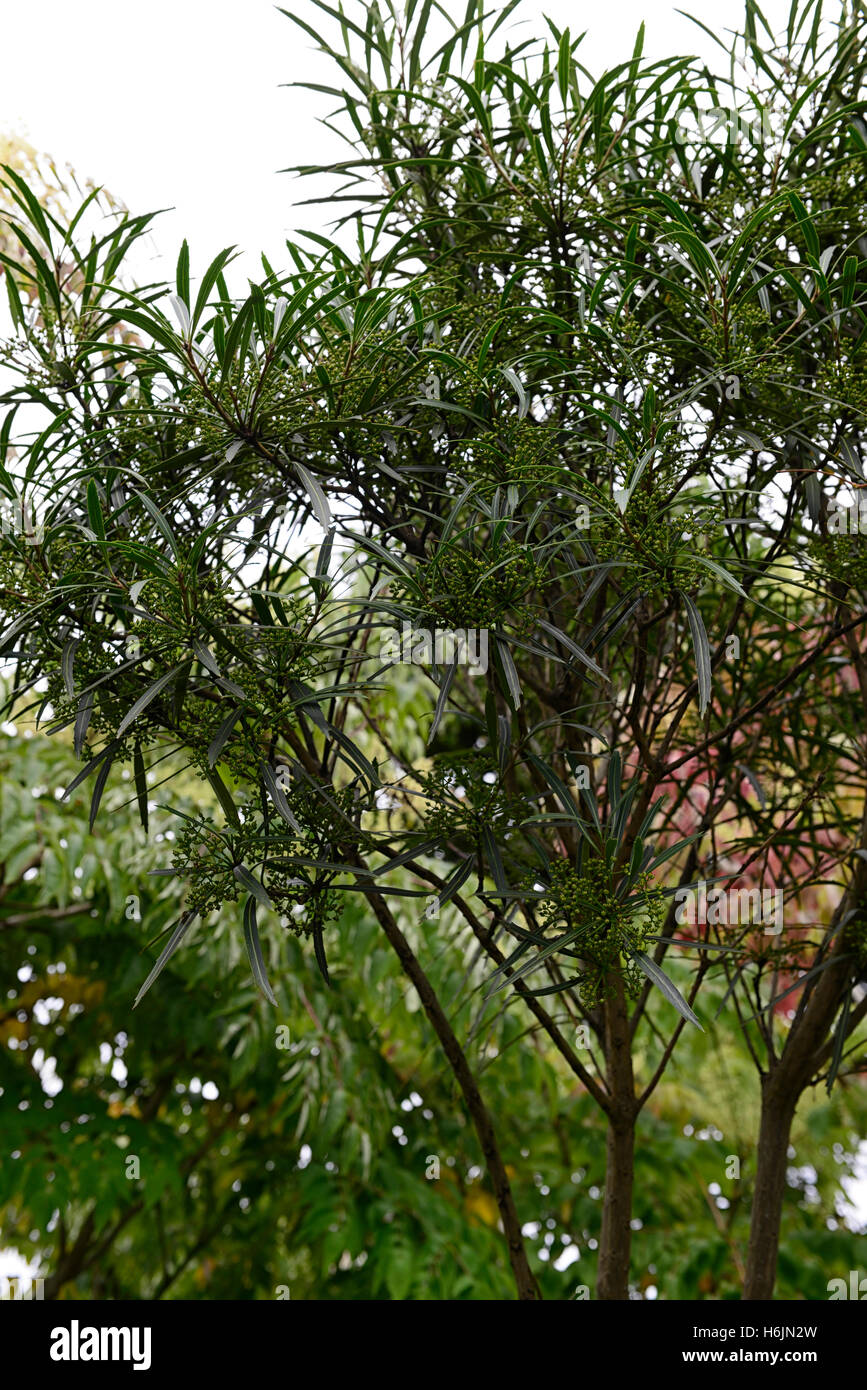 pseudopanax crassifolius mature form Lancewood tree trees unusual new zealand native RM floral Stock Photo