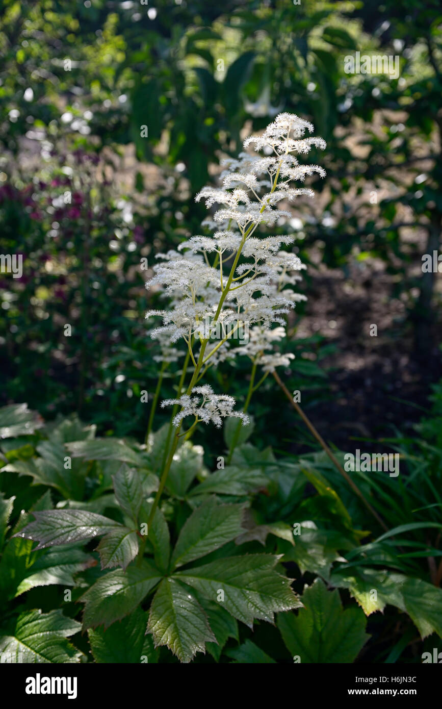 rodgersia pinnata white flower flowers flowering spike shade shady shaded garden RM Floral Stock Photo