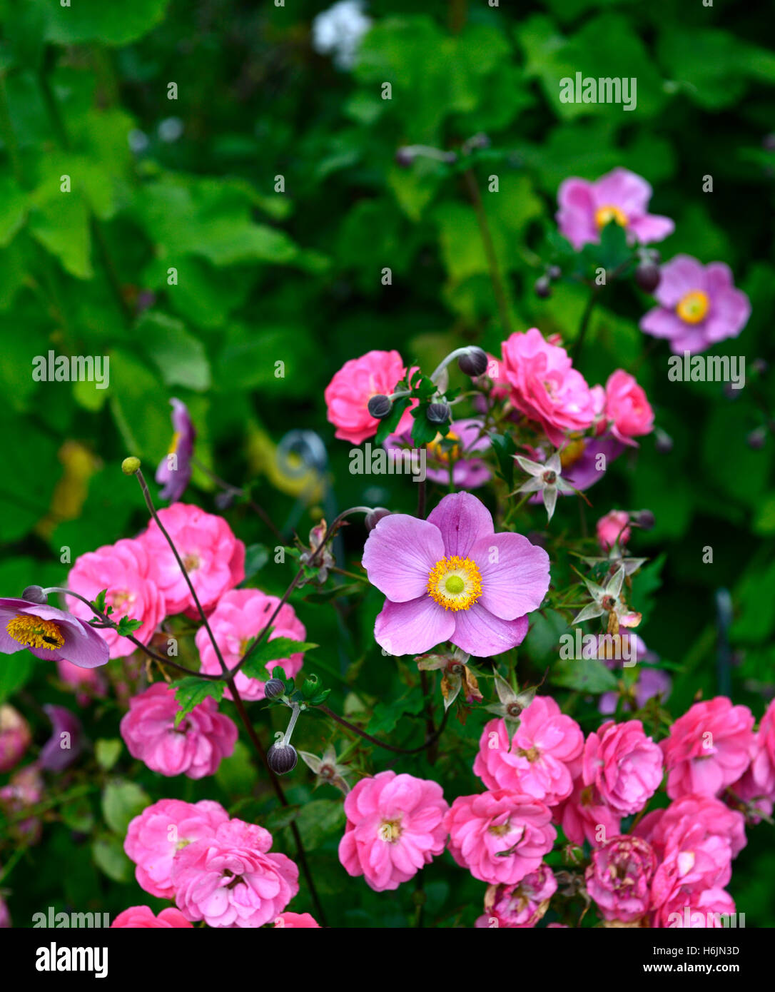 Rosa Pink Flower Carpet Noatraum Anemone hupehensis groundcover rose roses pink mix mixed planting scheme RM Floral Stock Photo