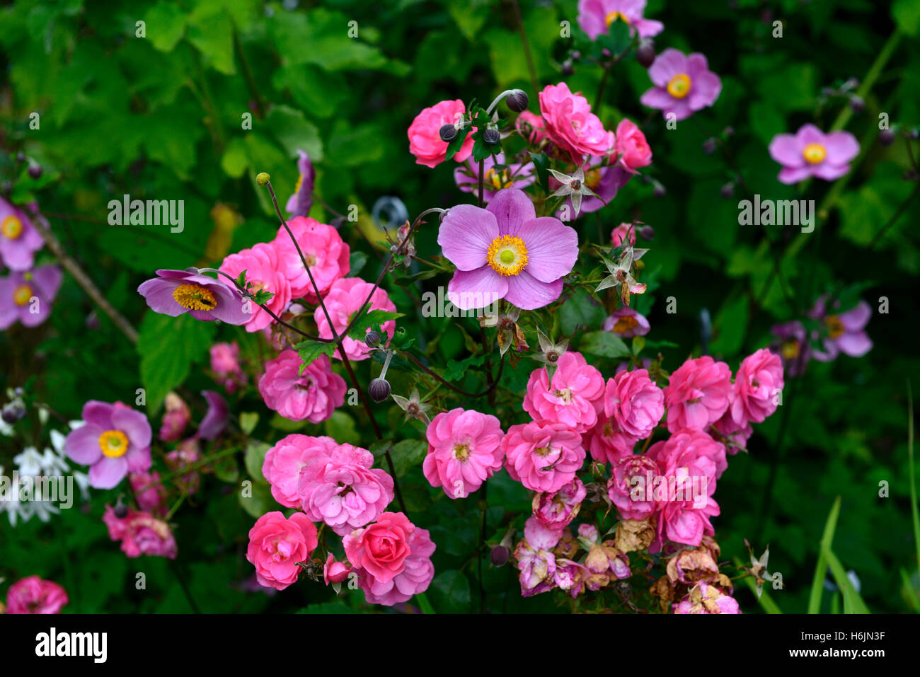 Rosa Pink Flower Carpet Noatraum Anemone hupehensis groundcover rose roses pink mix mixed planting scheme RM Floral Stock Photo