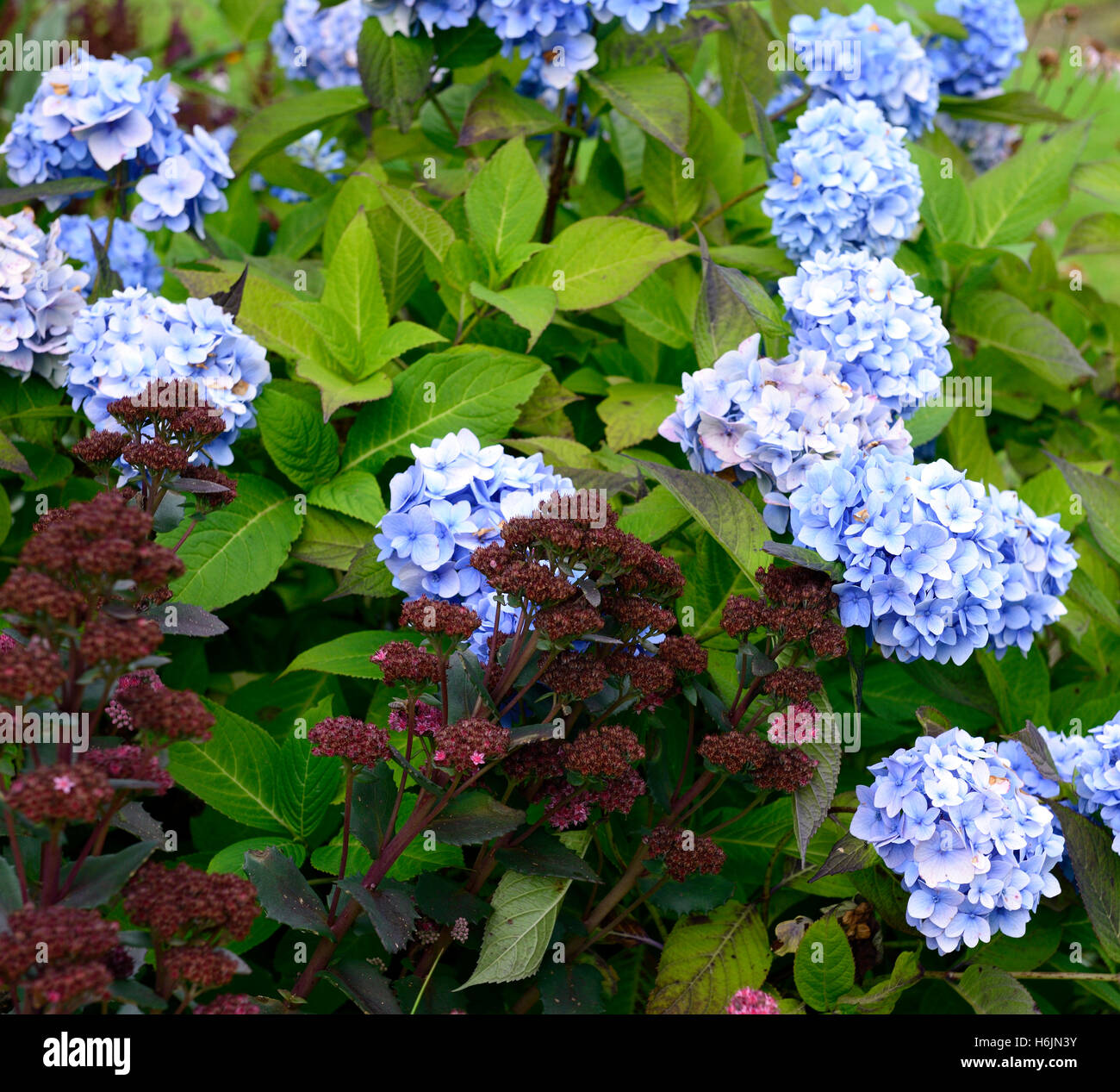 Sedum telephium Jennifer blue mophead hydrangea purple flower flowers flowering combination garden gardens RM Floral Stock Photo