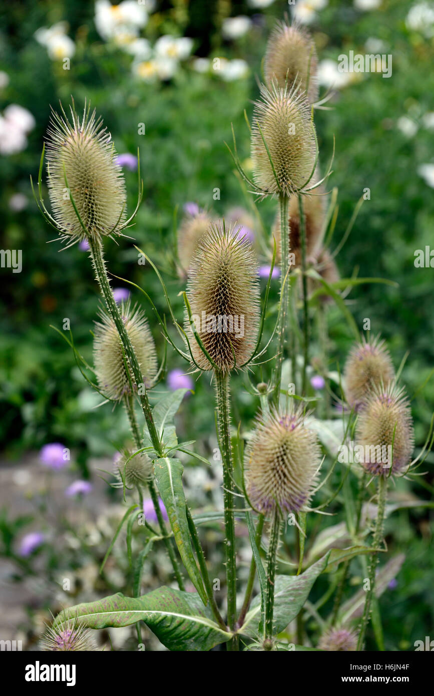 teasel seedhead seedheads dipsacus fullonum winter interest flower flowers garden RM Floral Stock Photo