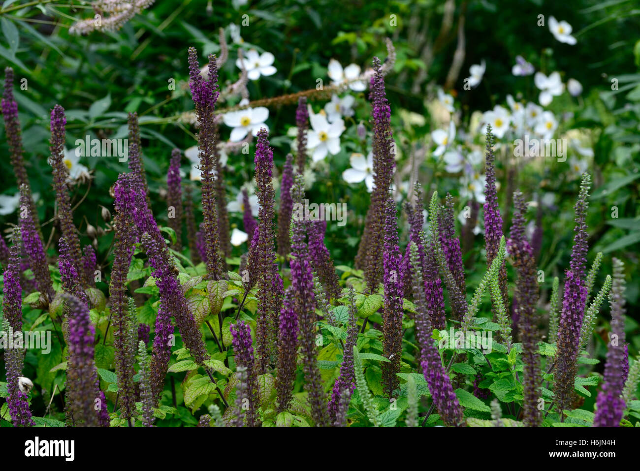 teucrium hircanicum purple tails Germander Wood Sage spires perennials fragrant scented spikes tall RM Floral Stock Photo