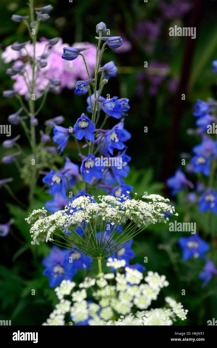 white parsley flowers blue delphinium Anthriscus sylvestris mix mixed