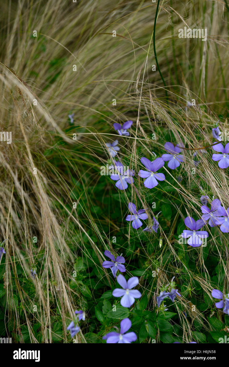 viola cornuta boughton blue stipa tenuissima violets ornamental grass grasses mix mixed planting scheme bed border RM floral Stock Photo