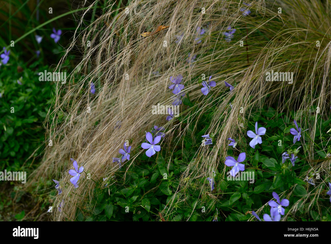 viola cornuta boughton blue stipa tenuissima violets ornamental grass grasses mix mixed planting scheme bed border RM floral Stock Photo