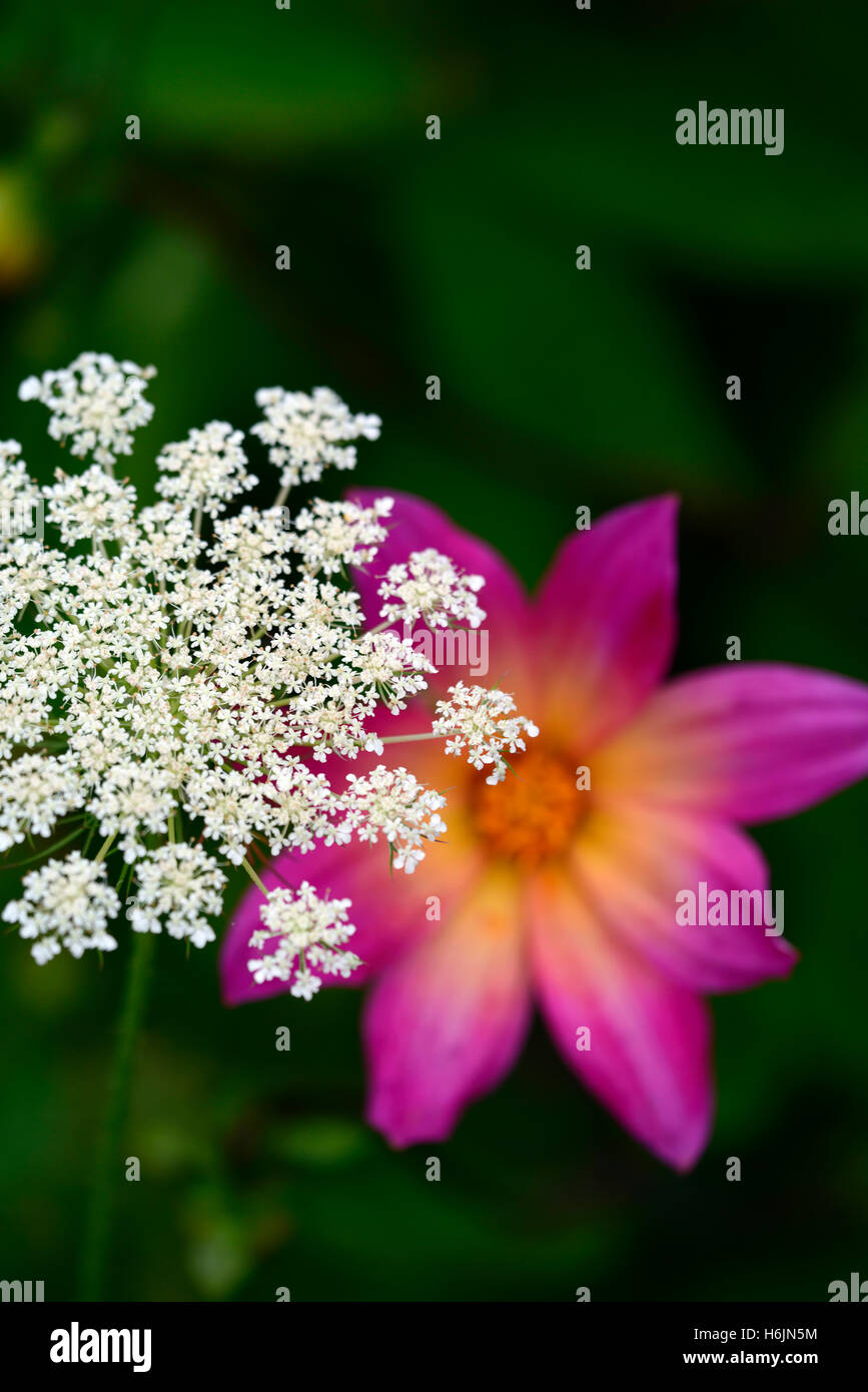 Wildflower Wild Carrot Daucus carota Dahlia bright eyes pink white colour color combination combo planting scheme RM Floral Stock Photo