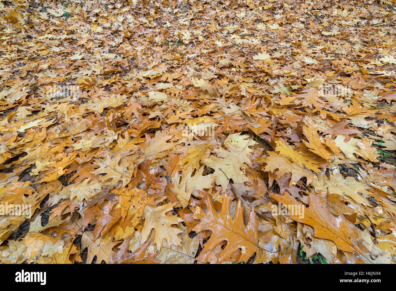 Fallen Oak Leaves on the Ground in Garden Park during Fall Season Stock Photo