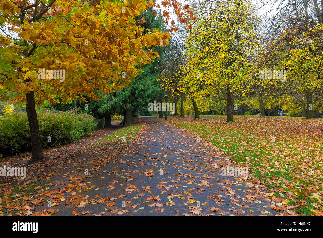 Fall foliage at Laurelhurst Park in city of Portland Oregon during Autumn season Stock Photo