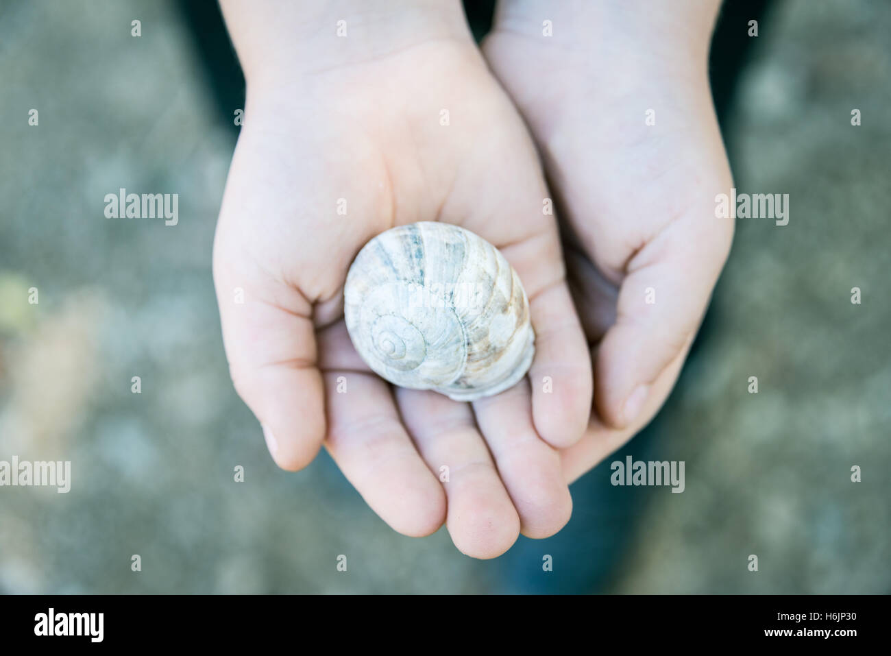 Close up of child's hands holding a snail shell Stock Photo - Alamy