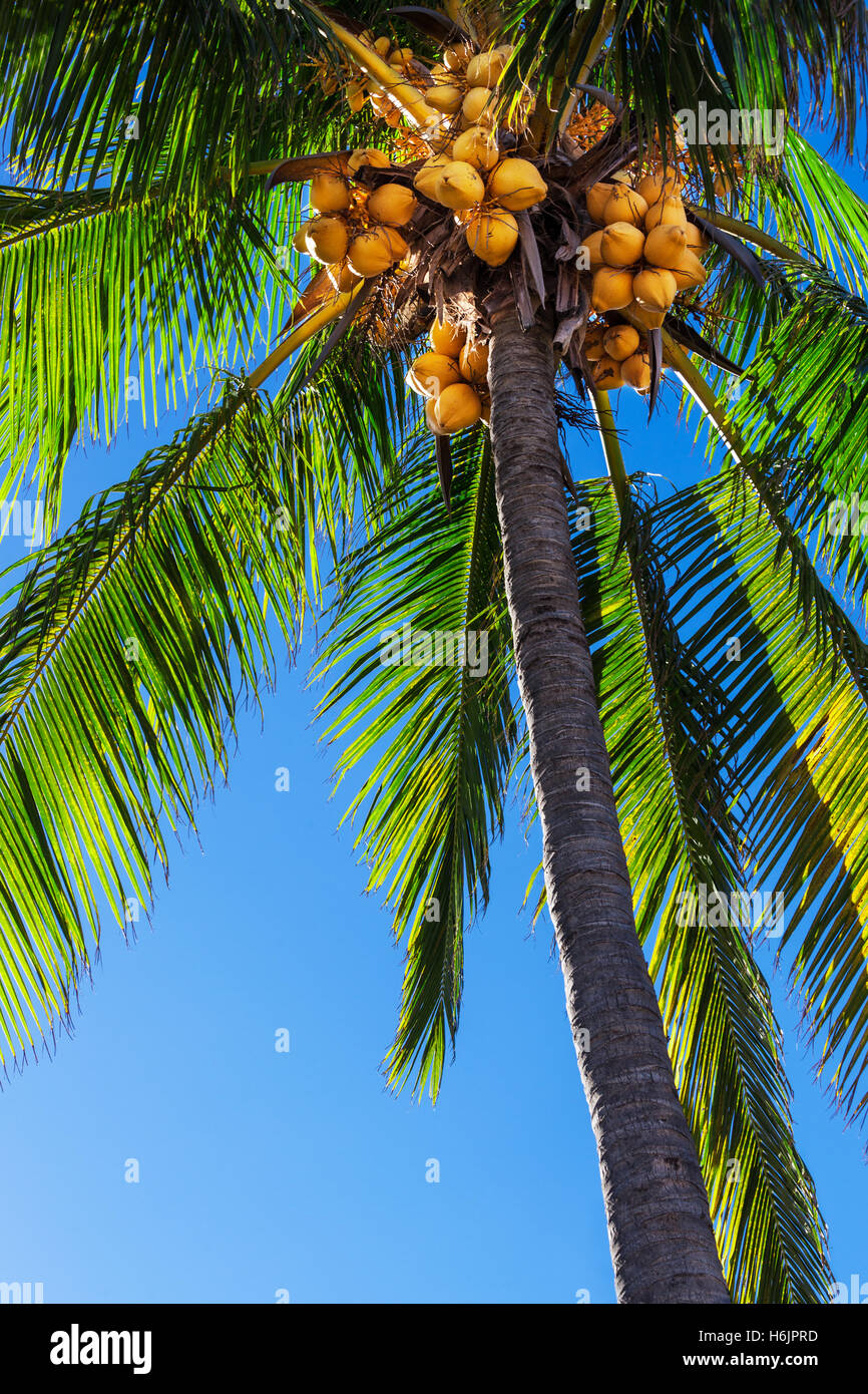 beautiful palm tree against a blue sky Stock Photo - Alamy