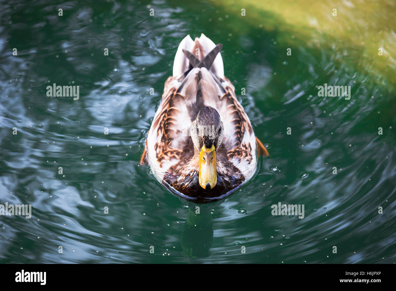 a beautiful duck on the pond Stock Photo - Alamy