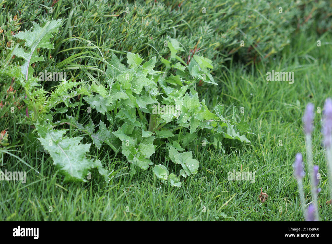 Sonchus oleraceus or also known as Sow Thistle growing near the grass Stock Photo