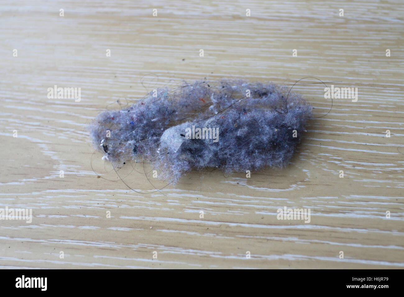 House dust mite hires stock photography and images Alamy