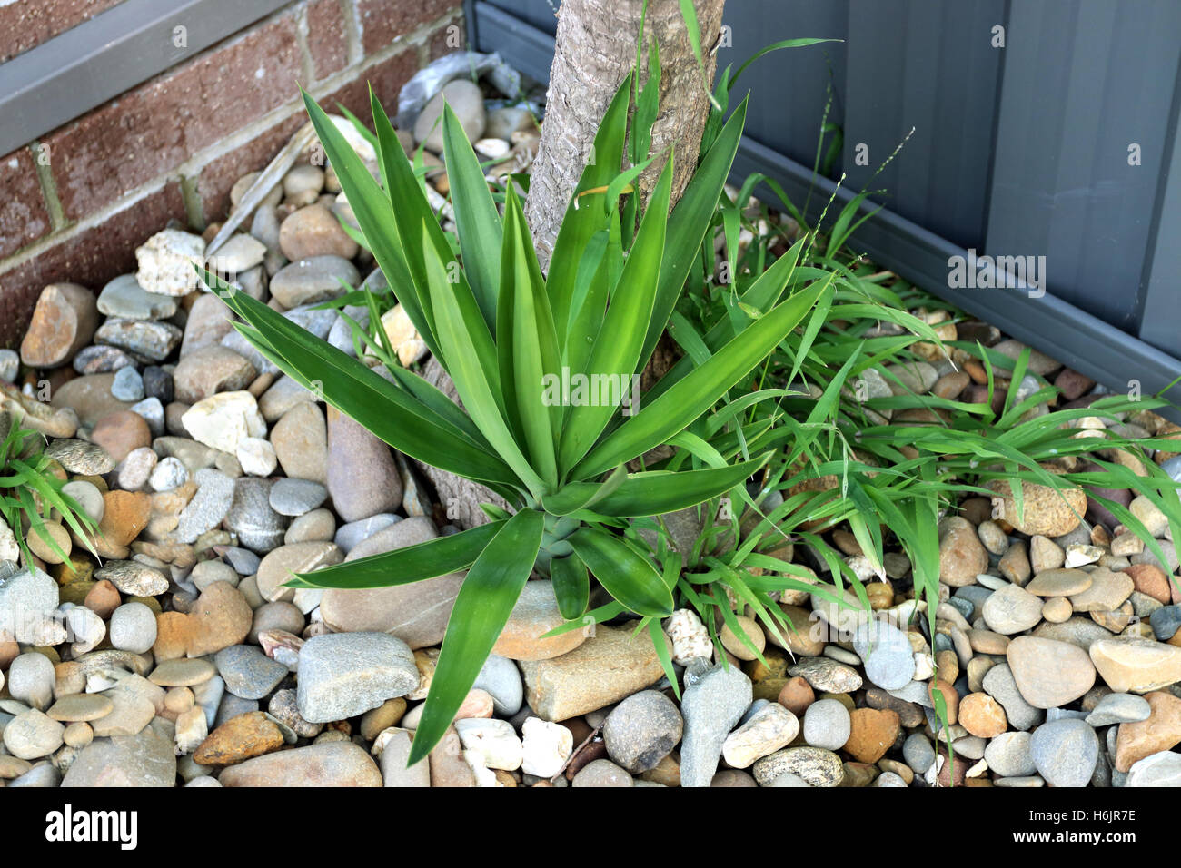 Yucca elephantipes or other names spineless Yucca or soft-tipped Yucca new plant Stock Photo