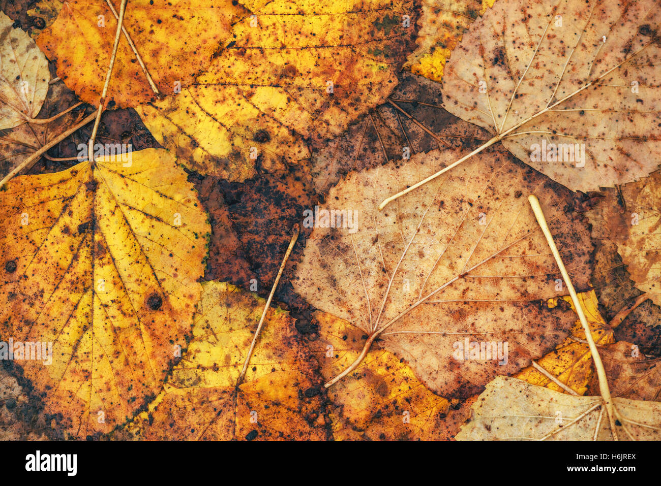 Wet autumn leaves on the ground as background, fall season texture Stock Photo