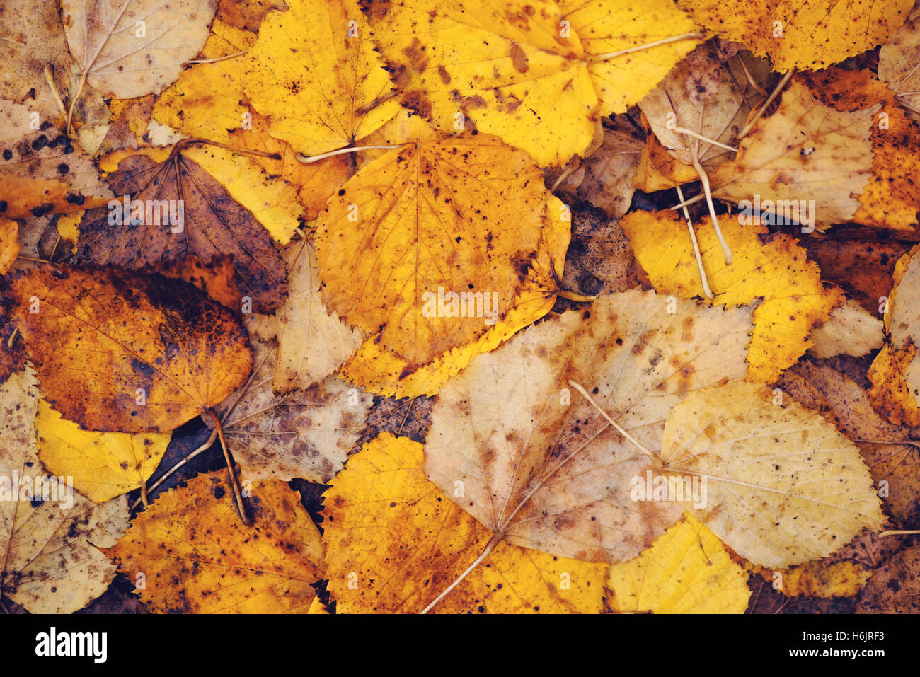 Wet autumn leaves on the ground as background, fall season texture Stock Photo